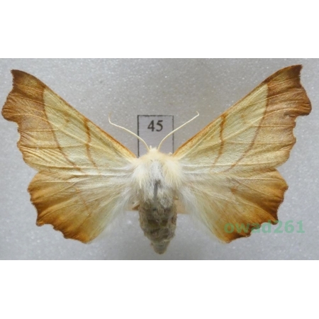Ennomos fuscantaria (Haworth, 1809) female Czech45